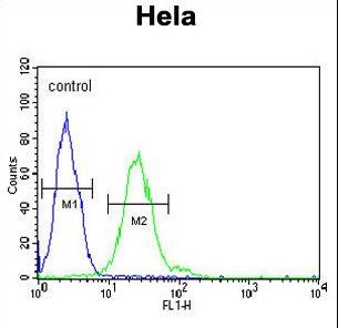 TRMT11 Antibody - TRMT11 Antibody flow cytometry of HeLa cells (right histogram) compared to a negative control cell (left histogram). FITC-conjugated goat-anti-rabbit secondary antibodies were used for the analysis.