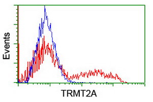 TRMT2A Antibody - HEK293T cells transfected with either overexpress plasmid (Red) or empty vector control plasmid (Blue) were immunostained by anti-TRMT2A antibody, and then analyzed by flow cytometry.
