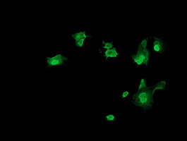 TRMT2A Antibody - Anti-TRMT2A mouse monoclonal antibody immunofluorescent staining of COS7 cells transiently transfected by pCMV6-ENTRY TRMT2A.