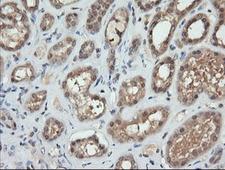 TRMT2A Antibody - IHC of paraffin-embedded Human Kidney tissue using anti-TRMT2A mouse monoclonal antibody.