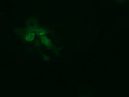 TRMT2A Antibody - Anti-TRMT2A mouse monoclonal antibody immunofluorescent staining of COS7 cells transiently transfected by pCMV6-ENTRY TRMT2A.