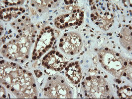 TRMT2A Antibody - IHC of paraffin-embedded Human Kidney tissue using anti-TRMT2A mouse monoclonal antibody.