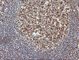 TRMT2A Antibody - IHC of paraffin-embedded Human tonsil using anti-TRMT2A mouse monoclonal antibody.