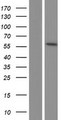 TRMT2B Protein - Western validation with an anti-DDK antibody * L: Control HEK293 lysate R: Over-expression lysate