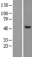 TRMT5 Protein - Western validation with an anti-DDK antibody * L: Control HEK293 lysate R: Over-expression lysate