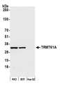 TRMT61A / TRM61 Antibody - Detection of human TRMT61A by western blot. Samples: Whole cell lysate (50 µg) from RKO, HEK293T, and Hep-G2 cells prepared using NETN lysis buffer. Antibody: Affinity purified Rabbit anti-TRMT61A antibody used for WB at 1:1000. Detection: Chemiluminescence with an exposure time of 30 seconds.