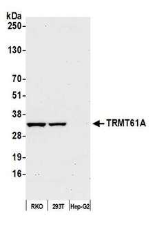 TRMT61A / TRM61 Antibody - Detection of human TRMT61A by western blot. Samples: Whole cell lysate (50 µg) from RKO, HEK293T, and Hep-G2 cells prepared using NETN lysis buffer. Antibody: Affinity purified Rabbit anti-TRMT61A antibody used for WB at 1:1000. Detection: Chemiluminescence with an exposure time of 30 seconds.