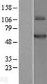 TRMT61B Protein - Western validation with an anti-DDK antibody * L: Control HEK293 lysate R: Over-expression lysate