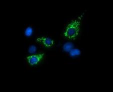 TRMU Antibody - Anti-TRMU mouse monoclonal antibody immunofluorescent staining of COS7 cells transiently transfected by pCMV6-ENTRY TRMU.