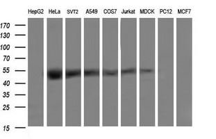 TRMU Antibody - Western blot of extracts (35 ug) from 9 different cell lines by using anti-TRMU monoclonal antibody (HepG2: human; HeLa: human; SVT2: mouse; A549: human; COS7: monkey; Jurkat: human; MDCK: canine; PC12: rat; MCF7: human).