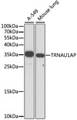 TRNAU1AP / TRSPAP1 Antibody - Western blot analysis of extracts of various cell lines, using TRNAU1AP antibody at 1:1000 dilution. The secondary antibody used was an HRP Goat Anti-Rabbit IgG (H+L) at 1:10000 dilution. Lysates were loaded 25ug per lane and 3% nonfat dry milk in TBST was used for blocking. An ECL Kit was used for detection and the exposure time was 2s.