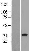 TRNAU1AP / TRSPAP1 Protein - Western validation with an anti-DDK antibody * L: Control HEK293 lysate R: Over-expression lysate