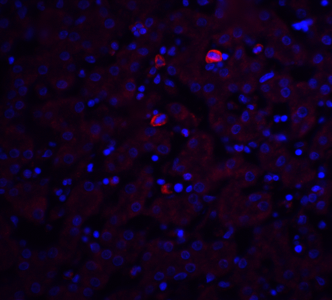 TRO / Trophonin Antibody - Immunofluorescence of Trophinin in mouse liver tissue with Trophinin antibody at 20 ug/ml.  Red: Trophinin Antibody  Blue: DAPI staining