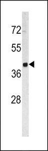 TROP2 / TACSTD2 Antibody - Western blot of TROP2 antibody in HL60 cell line lysates (35 ug/lane). TROP2 (arrow) was detected using the purified antibody.