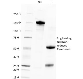 TROP2 / TACSTD2 Antibody - SDS-PAGE analysis of purified, BSA-free TROP2 antibody (clone TACSTD2/2151) as confirmation of integrity and purity.