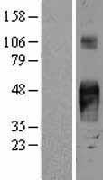TROP2 / TACSTD2 Protein - Western validation with an anti-DDK antibody * L: Control HEK293 lysate R: Over-expression lysate