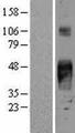 TROP2 / TACSTD2 Protein - Western validation with an anti-DDK antibody * L: Control HEK293 lysate R: Over-expression lysate