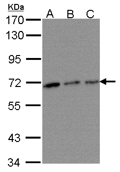 TROVE2 Antibody - Sample (30 ug of whole cell lysate). A:293T, B: A431, C: H1299. 7.5% SDS PAGE. TROVE2 antibody diluted at 1:500