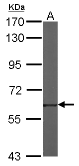 TROVE2 Antibody - Sample (50 ug of whole cell lysate). A: mouse heart. 7.5% SDS PAGE. TROVE2 antibody diluted at 1:1000.