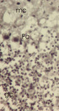 TRP32 / TXNL1 Antibody - Mouse cerebellar cortex showing molecular cell layer (mc), Purkinje cells (Pc) and granular cell layer. Trxl-1 antibody gives strong nuclear labeling in Purkinje cells and granular cells with lower cytoplasmic staining. The results correspond precisely to TrxL-1 mRNA expression shown with in situ hybridization (Jimenez A et al. FEBS Lett. 2006, 580(3):960-7) and could be abolished with peptide used for immunization. The fixation was 4% paraformaldehyde perfusion (4mins) and 60 mins immersion. Staining was done in frozen sections with Vector Elite kit and nickel intensified DAB as a chromogen. Data courtesy of Prof. Markku Pelto-Huikko, Department of Developmental Biology, Medical School,Tampere University, Finland.