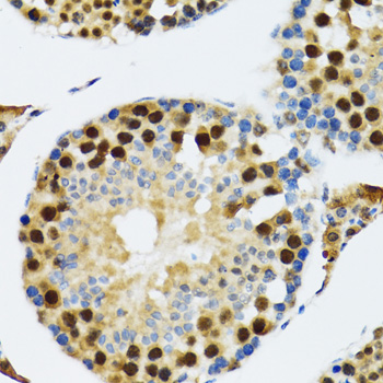 TRP32 / TXNL1 Antibody - Immunohistochemistry of paraffin-embedded rat testis tissue.