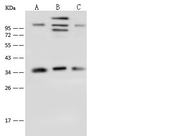 TRP32 / TXNL1 Antibody - Anti-TXNL1 rabbit polyclonal antibody at 1:500 dilution. Lane A: HL-60 Whole Cell Lysate. Lane B: Caco2 Whole Cell Lysate. Lane C: K562 Whole Cell Lysate. Lysates/proteins at 30 ug per lane. Secondary: Goat Anti-Rabbit IgG (H+L)/HRP at 1/10000 dilution. Developed using the ECL technique. Performed under reducing conditions. Predicted band size: 32 kDa.