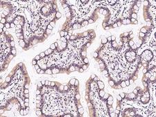 TRP32 / TXNL1 Antibody - Immunochemical staining TXNL1 in human small intestine with rabbit polyclonal antibody at 1:300 dilution, formalin-fixed paraffin embedded sections.
