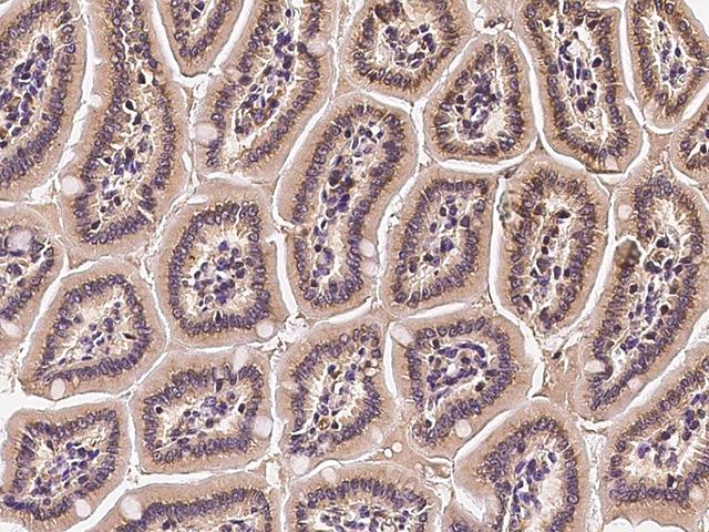 TRP32 / TXNL1 Antibody - Immunochemical staining TXNL1 in mouse small intestine with rabbit polyclonal antibody at 1:300 dilution, formalin-fixed paraffin embedded sections.