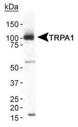 TRPA1 Antibody - Detection of TRPA1 in human brain membrane fraction using antibody at 2 ug/ml.  This image was taken for the unconjugated form of this product. Other forms have not been tested.