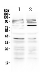 TRPC3 Antibody - Western blot - Anti-TRPC3 Picoband Antibody