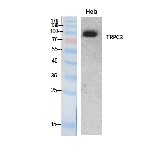 TRPC3 Antibody - Western Blot analysis of extracts from HeLa cells using TRPC3 Antibody.
