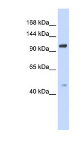 TRPC4 Antibody - TRPC4 antibody Western blot of 293T cell lysate. This image was taken for the unconjugated form of this product. Other forms have not been tested.