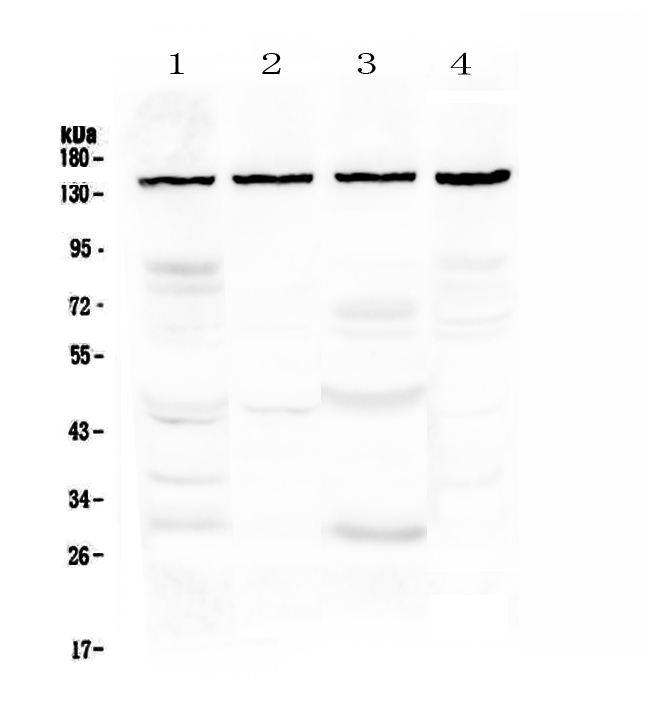 TRPC4 Antibody - Western blot - Anti-TRPC4 Picoband antibody