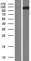 TRPC4 Protein - Western validation with an anti-DDK antibody * L: Control HEK293 lysate R: Over-expression lysate