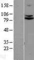 TRPC4AP / TRUSS Protein - Western validation with an anti-DDK antibody * L: Control HEK293 lysate R: Over-expression lysate