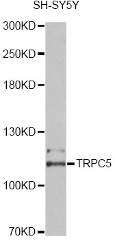 TRPC5 Antibody - Western blot analysis of extracts of SH-SY5Y cells, using TRPC5 antibody at 1:2000 dilution. The secondary antibody used was an HRP Goat Anti-Rabbit IgG (H+L) at 1:10000 dilution. Lysates were loaded 25ug per lane and 3% nonfat dry milk in TBST was used for blocking. An ECL Kit was used for detection and the exposure time was 90s.