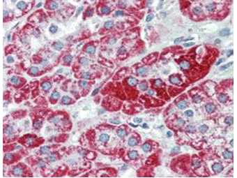 TRPC6 Antibody - Immunohistochemistry using the anti-TRPC6 monoclonal antibody shows detection of TRPC6 in human adrenal (cortex) tissue (40X). The antibody was used a dilution to 2.5 µg/mL. The image shows strong staining with minimal background staining. Tissue was formalin fixed and paraffin embedded. No pre-treatment of sample was required. The image shows the localization of antibody as the precipitated red signal, with a hematoxylin purple nuclear counterstain.