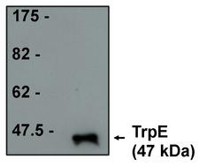 TrpE Antibody - Western blot of TrpE antibody on purified TrpE protein at 1 ug/ml.