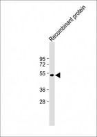 TrpE Antibody - Anti-TrpE Antibody at 1:2000 dilution + Recombinant Bifidobacterium TrpE protein Lysates/proteins at 20ng per lane. Secondary Goat Anti-Rabbit IgG, (H+L), Peroxidase conjugated at 1/10000 dilution. Predicted band size: 48 kDa Blocking/Dilution buffer: 5% NFDM/TBST.