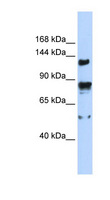 TRPM4 Antibody - TRPM4 antibody Western blot of 293T cell lysate. This image was taken for the unconjugated form of this product. Other forms have not been tested.