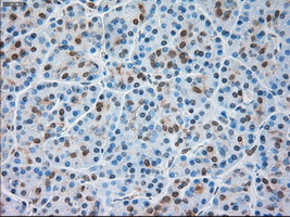 TRPM4 Antibody - Immunohistochemical staining of paraffin-embedded pancreas tissue using anti-TRPM4 mouse monoclonal antibody. (Dilution 1:50).