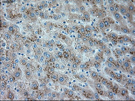 TRPM4 Antibody - Immunohistochemical staining of paraffin-embedded liver tissue using anti-TRPM4 mouse monoclonal antibody. (Dilution 1:50).