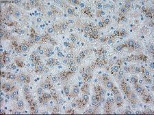 TRPM4 Antibody - IHC of paraffin-embedded liver tissue using anti-TRPM4 mouse monoclonal antibody. (Dilution 1:50).