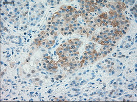 TRPM4 Antibody - IHC of paraffin-embedded pancreas tissue using anti-TRPM4 mouse monoclonal antibody. (Dilution 1:50).