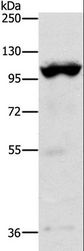 TRPM5 Antibody - Western blot analysis of Mouse heart tissue, using TRPM5 Polyclonal Antibody at dilution of 1:1200.