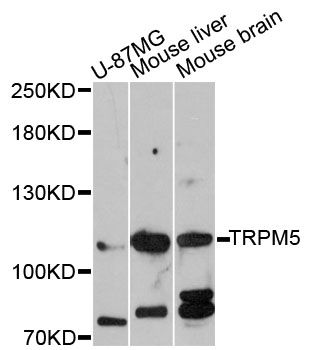 TRPM5 Antibody - Western blot analysis of extracts of various cell lines, using TRPM5 antibody at 1:3000 dilution. The secondary antibody used was an HRP Goat Anti-Rabbit IgG (H+L) at 1:10000 dilution. Lysates were loaded 25ug per lane and 3% nonfat dry milk in TBST was used for blocking. An ECL Kit was used for detection and the exposure time was 90s.