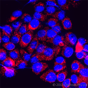 TRPM7 Antibody - Rabbit antibody to TRPM7. IF on PC12 cells at a concentration of 30 ug/ml using Rabbit antibody to 4th cytoplasmic loop of human TRPM7 (LTRPC7): IgG DAPI counterstained appearing in blue.
