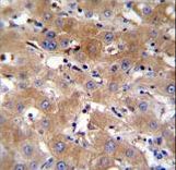 TRPM8 Antibody - TRPM8 Antibody immunohistochemistry of formalin-fixed and paraffin-embedded human liver tissue followed by peroxidase-conjugated secondary antibody and DAB staining.