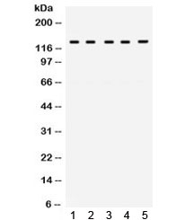 TRPM8 Antibody