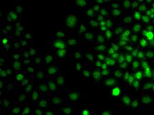 TRPS1 Antibody - Immunofluorescence analysis of A549 cells.